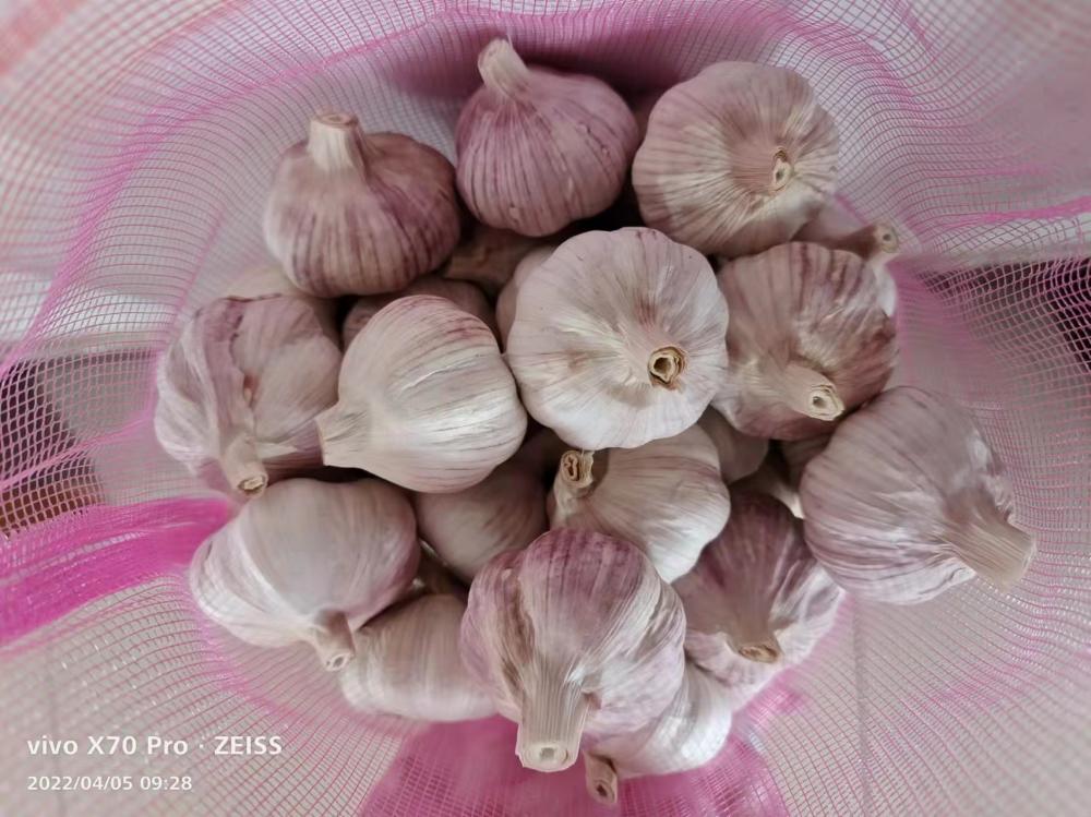 Natural Fresh White Garlic Vegetables From Jinxiang