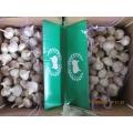 Fresh Garlic White Garlic