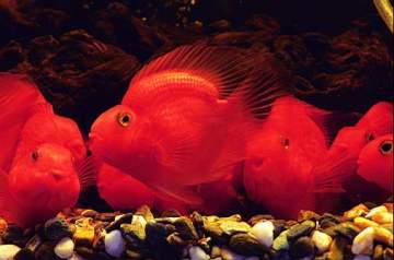 aquarium fish,tropical fish,blood parrot,