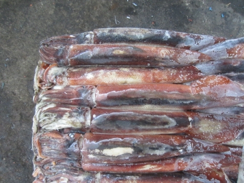 Argentina Squid (Illex Squid)