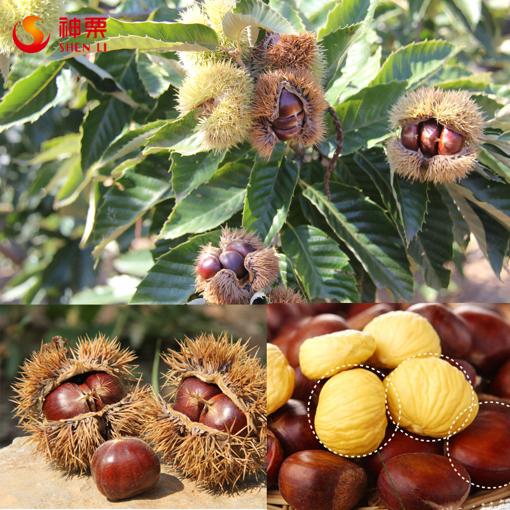 Fresh Chestnut, bulk chestnuts, Hebei raw chestnuts for sale