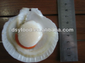 Frozen sea Scallop(roe on)