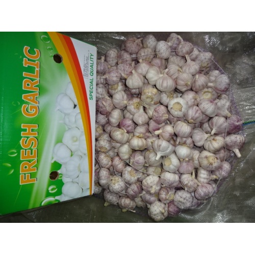 2019 Hot Sale Frischer Knoblauch