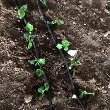 Radish maze drip irrigation zone planting