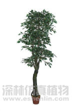eco-friendly miniature banyan tree