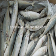 Bait fish frozen round scad japanese scad for sale