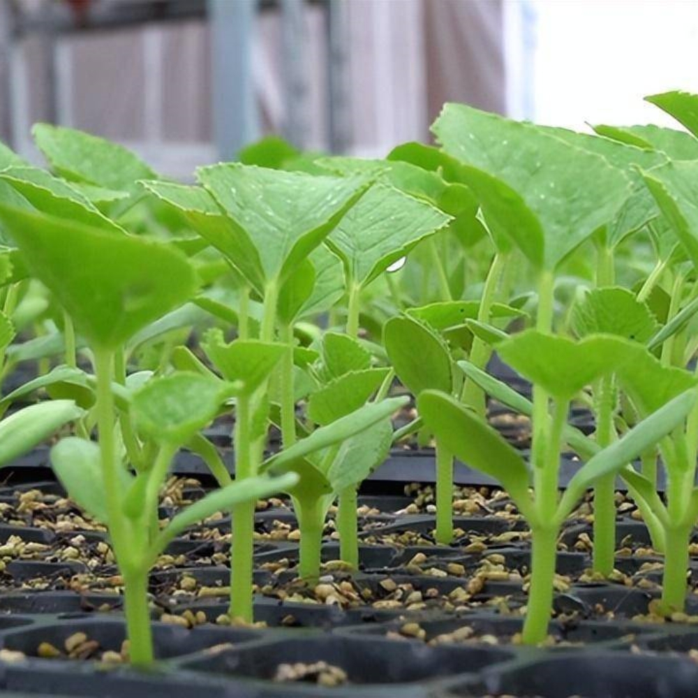 Single Greenhouse For Seedling Raising Single Greenhouse For Seedling Raising