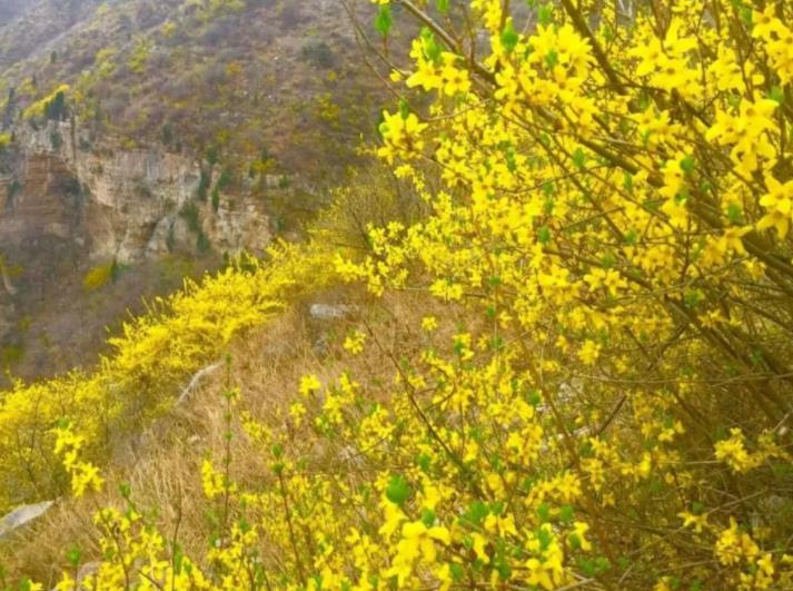 Minyak Ramuan Cina Weeping Forsythia Minyak Esensial Grosir