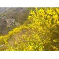 Minyak Ramuan Cina Weeping Forsythia Minyak Esensial Grosir