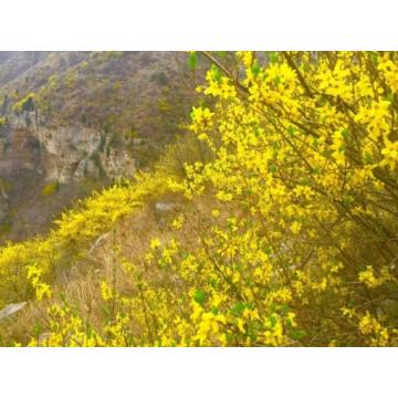 Aceite esencial de hierbas chinas Forsythia Aceite esencial al por mayor