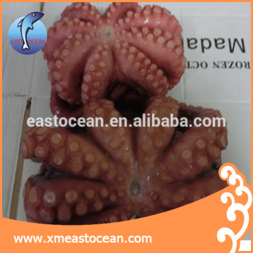 Healthy food wholesale delicious live octopus for sale