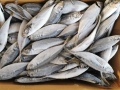 Produsen Seafrozen Horse Mackerel 16cm+ EU Standar