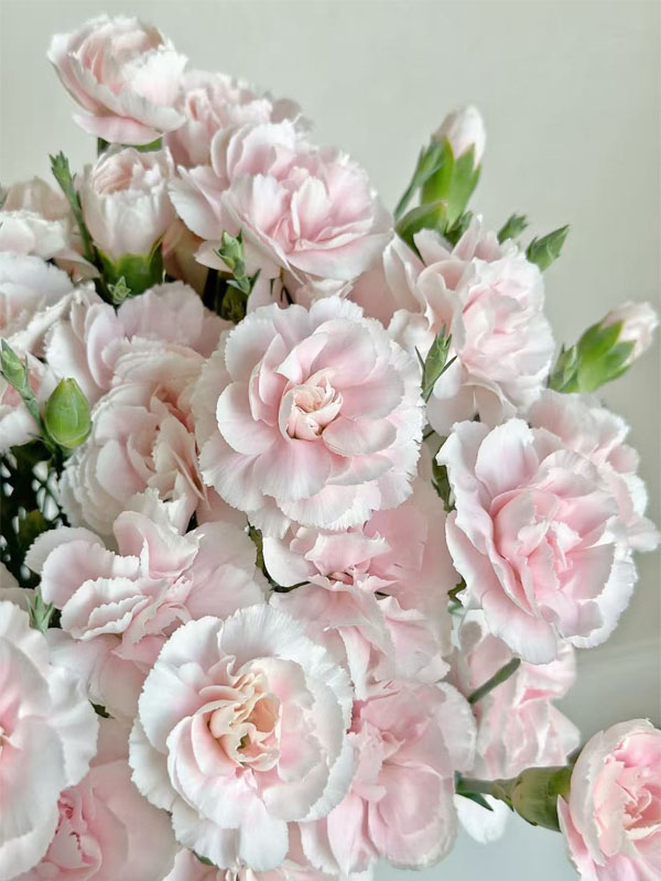 কার্নেশন পাউডার প্রিন্স স্প্রে করুন Spray carnation powder prince