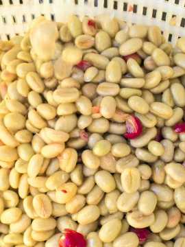 Hali Geisha Green Coffee Beans