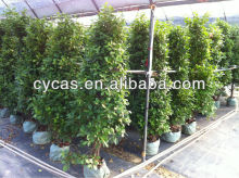 Panda ,Ficus microcarpa