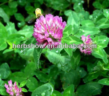 Factory Supply Red Clover Extract Isoflavone