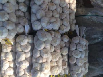 Real orgin jinxiang fresh garlic