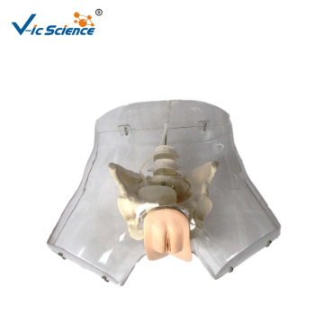 Transparent Female Urethral Catheterization Simulator
