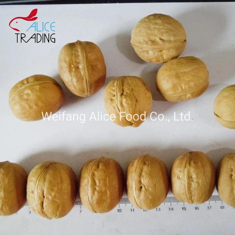 Wholesale Xinjiang Walnut Price Cheap Walnut in Shell