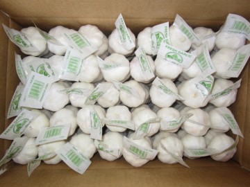 Pure White Garlic Packed In 10kg carton