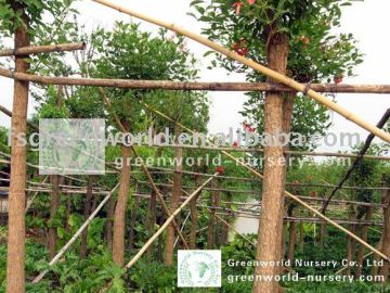 Erythrina crista potted and rooted