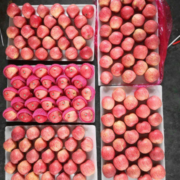 Gan Su Paper Bagged Fuji Appleas