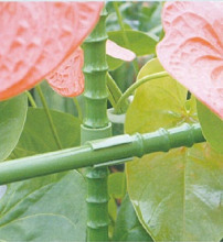 Cowpea Plant Support