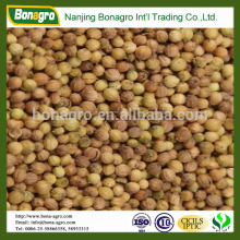 coriander seeds spices whole or split 2014 new crop