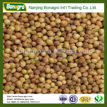 coriander seeds spices whole or split 2014 new crop