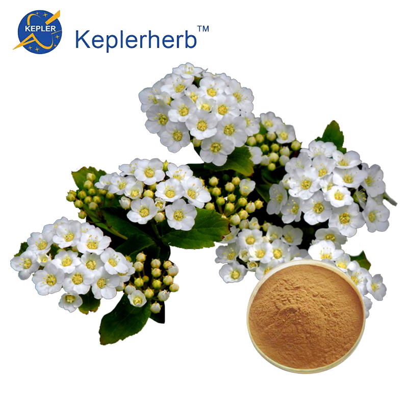 Spiraea Extract factory supply