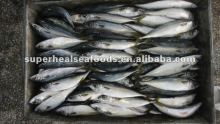 Frozen fish Scomber japonicus
