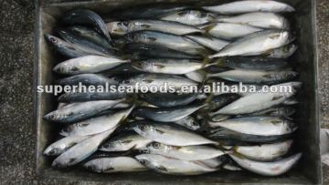 Frozen fish Scomber japonicus
