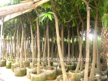 grafted Mangos plants
