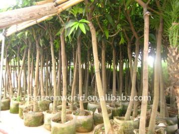 grafted Mangos plants