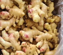 Big Size Ginger in Box