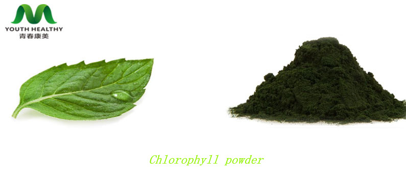 Chlorophyll powder