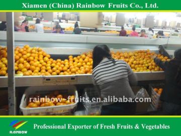 Chinese Fruits fresh orange