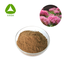 Extracto de Rhodiola Rosea Reduce la ansiedad Rosavin de alta calidad