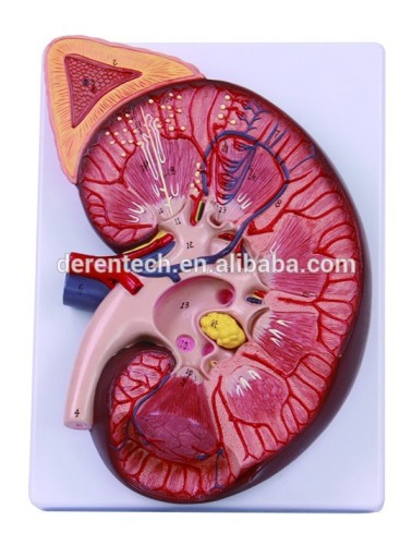 Human Kidney with Adrenal Gland model