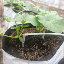 High Quality Blueberry Grey and White Bend Straight Arrow Dripper Kits for Greenhouse Nurseries