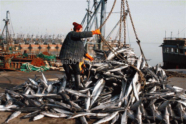 anchovy fish meal for sale