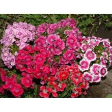 Rode kleur Dianthus Barbatus