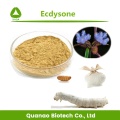 Cyanotis Arachnoidea Extract 20-Hydroxyecdysone 90% Powder