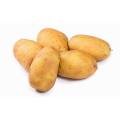Gele grote verse Holland-aardappel met goede smaak