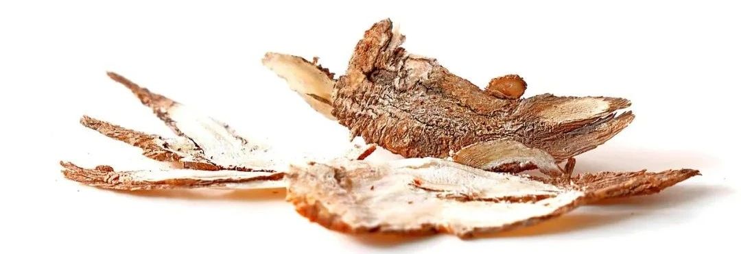 Angelica Extract Angelica Extract