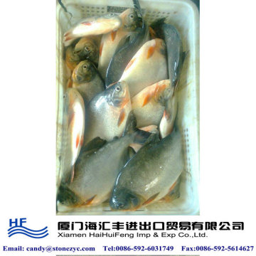 China fish company