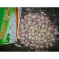 Sale Normal White Garlic