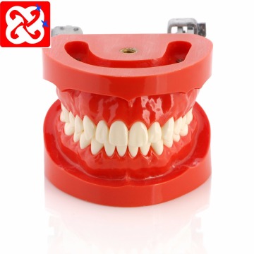 Replacement Teeth Typodont Model for Student Practice