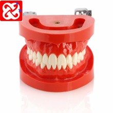 Replacement Teeth Typodont Model for Student Practice
