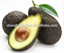 Alligator Pear fruit export import agent shanghai